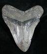 Megalodon Tooth #9424-2